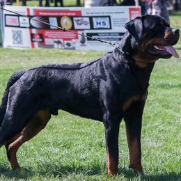 Rottweilers from Gambill Haus Rottweilers