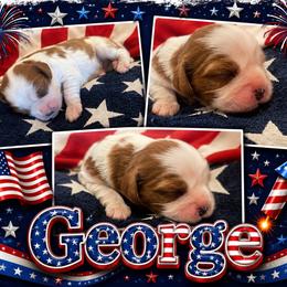 George - Blenheim male Cavalier King Charles Spaniel puppy in London, Arkansas from Frosty’s Cavaliers