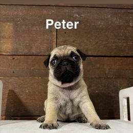 Pug Puppies from Eva Schwartz