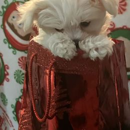 Yellow Baby - White male Maltese puppy in Albuquerque, New Mexico from SugarBellsMaltese