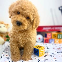 Cockapoo, Cocker Spaniel, and Poodle Puppies from MoonShine Babies Cockapoos and Poodles