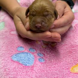 White collar - Dark golden female Golden Retriever puppy in Monroe, Tennessee from Golden Girls Furever Friends