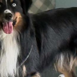 LUCKY - Miniature Australian Shepherd