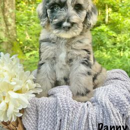 Danny - Merle male Sheepadoodle puppy in Thornville, Ohio from Four Front Doodles & Friends