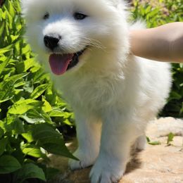 Samoyed Puppies from Rocky Mountain Samoyeds