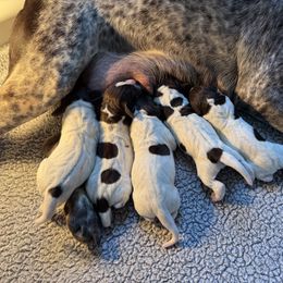 Ziti - Liver roan female German Shorthaired Pointer puppy in Marshfield, Missouri from Suma Kennels
