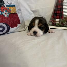 Boy 2 - White black and tan male Beagle puppy in Newman, California from Valley Beagles