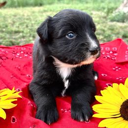 Camreigh Shay - Black & white female Miniature American Shepherd puppy in Bayard, Nebraska from Puppies by Alies
