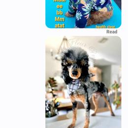 Bernedoodle, Goldendoodle, and Poodle Puppies from Beach Doodles