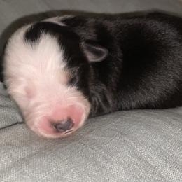 Miniature Australian Shepherd Puppies from Duncan’s Miniature Australian Shepherds