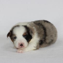Girl 3 - female Australian Shepherd puppy in Circleville, Utah from Canyon Creek Aussies