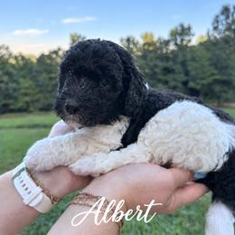 Albert - Black and white male Bernedoodle puppy in Julian, Pennsylvania from Happy Valley Doodles