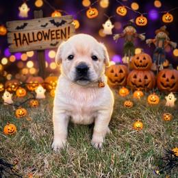 Girl 5 cream collar - Yellow female Labrador Retriever puppy in Arlington, Washington from Stout's Hunting Labs and trsbullies