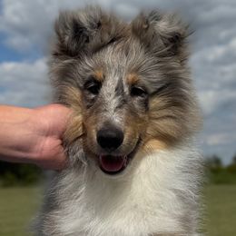 Carlos - Blue merle white and tan male Shetland Sheepdog puppy in Indianola, Iowa from Kell Shelties