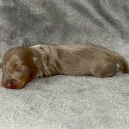 Isabella (pet only) - Fawn (isabella) and tan female Dachshund puppy in Gainesville, Texas from Diamond B Doxies