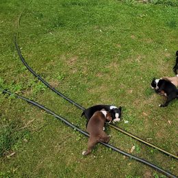 Boston Terrier Puppies from The Christian Bostons