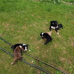Boston Terrier Puppies from The Christian Bostons