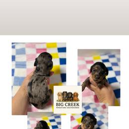Fancy - Dapple female Dachshund puppy in Durant, Oklahoma from Big Creek Mini Dachshund