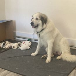 Great Pyrenees Puppies from Sweet Land of Liberty