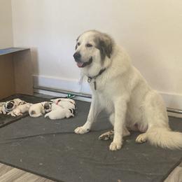 Great Pyrenees Puppies from Sweet Land of Liberty