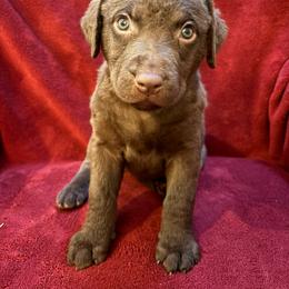 Yellow girl - Brown female Chesapeake Bay Retriever puppy in Davison, Michigan from Marshpoint Gun Dogs