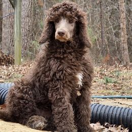 Gwendolyn - Poodle puppy from Sue's Poodles and Doodles