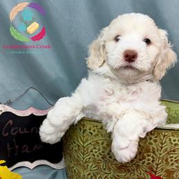 Hushpuppy - Caramel cream male Labradoodle puppy in Bowman, Georgia from Companion Creek Farm