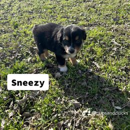 Sneezy - Black Miniature Australian Shepherd puppy in Boyd, Texas from Deep Creek Mini Aussies
