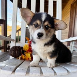 Pat - Black and tan male Pembroke Welsh Corgi puppy in El Dorado Springs, Missouri from Trixie Dixie