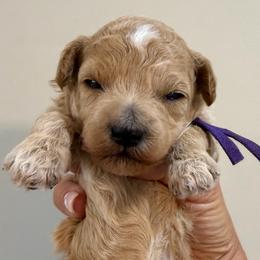 Purple collar - female - Apricot female Goldendoodle puppy in Cape Coral, Florida from Nay Nays Mini Doodles