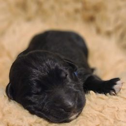 German Shepherd Puppies from Royalty German Shepherds