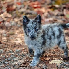 Astral - Grey merle female Mudi puppy in Gatlinburg, Tennessee from Greenbrier