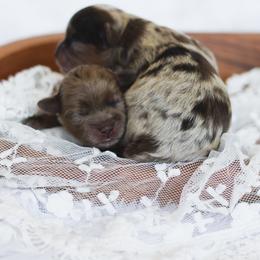 Shihpoo Puppies from The Teddybear Shihpoo