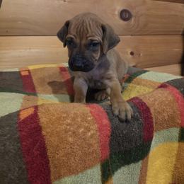 Boo - Rd whtn blk nose male Rhodesian Ridgeback puppy in Gaffney, South Carolina from Circle D Farms