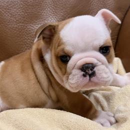Bulldog puppies from Itsabulldogthing