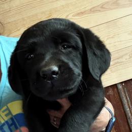 Dilute Retriever, French Bulldog, Labrador Retriever, and Leonberger Puppies from QVR Labradors and Leonbergers