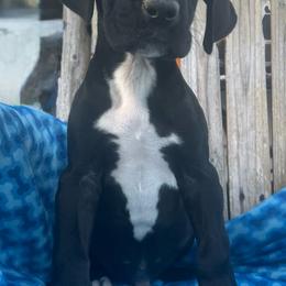 Satin - Black male Great Dane puppy in Wellsville, New York from Prophecy Danes