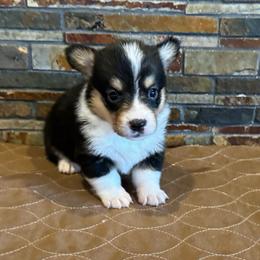 Girl 1 - Black and tan female Pembroke Welsh Corgi puppy in Visalia, California from VIP Stables
