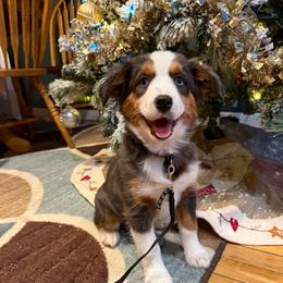 Opal - Blue merle female Miniature Australian Shepherd puppy in Marion, Michigan from Highland Hills Mini Aussies