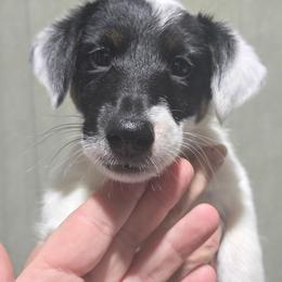 Joy - White black and tan female Smooth Fox Terrier puppy in Lake City, Florida from Providence Kennels