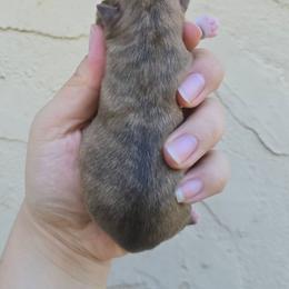 Brindle - Fawn brindled black male Chihuahua puppy in Vineland, New Jersey from Royal Companion's