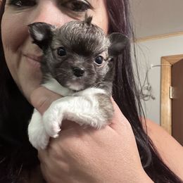 Anne - Black sabled silver female Chihuahua puppy in New Bedford, Massachusetts from Roark Pack Chihuahua's & Pomsky's