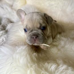 French Bulldog Puppies from Yellowstone Frenchies