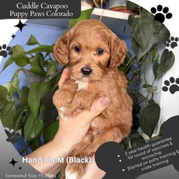 Han Solo - Red male Cavapoo puppy in Fort Lupton, Colorado from Puppy Paws Colorado