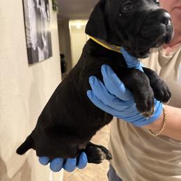 Yellow Canary - Black female Cane Corso puppy in Lubbock, Texas from Hub City Kennel