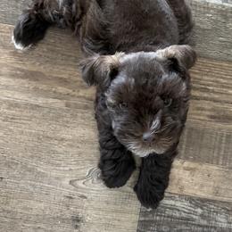 Miniature Schnauzer Puppies from Swedenburg Schnauzers