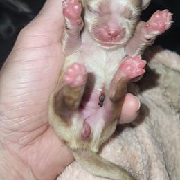 Goldie - Gold and white female Shih Tzu puppy in Willard, Utah from Shih-tzu Queen