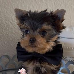 Marvin - Black and tan male Yorkshire Terrier puppy in Riverside, California from Heaven_sent_toy_yorkies
