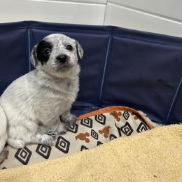 Angel - Gray female Poodle puppy in Manassa, Colorado from Cami’s Colorado Cuties