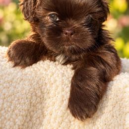 Mocha - Liver female Shih Tzu puppy in Hesperia, California from Maria's Shih Tzus